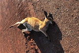 A small dead kangaroo on a dirt road.