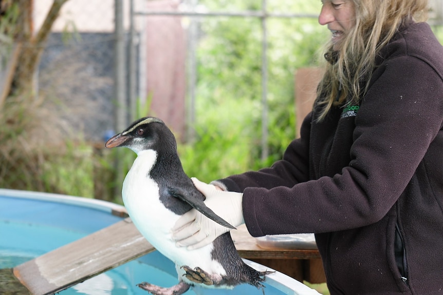 A penguin is held aloft before being placed into an above ground swimming pool