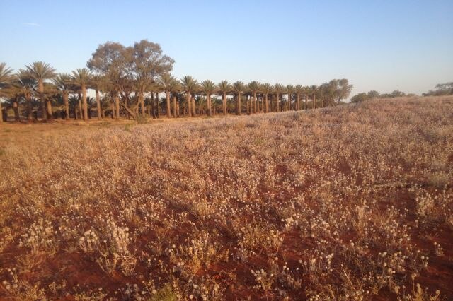 Tamara date farm, Alice Springs