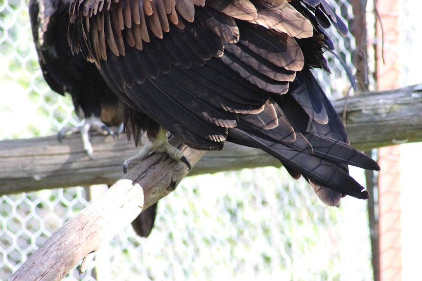 Eagle feet