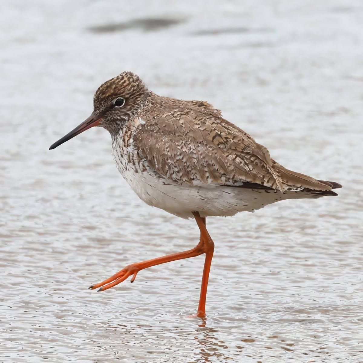 Twitchers excited by sighting of rare migratory shorebird