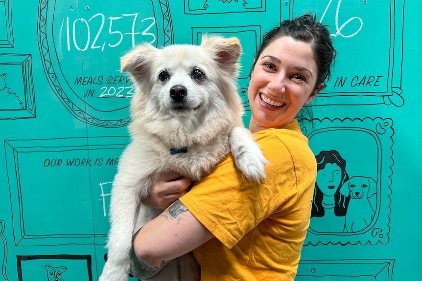 A woman in a yellow t-shirt holds a white dog in her arms, in front of a teal board with numbers on it. 