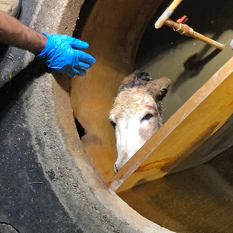 A firefighter reaches into the septic tank where a donkey is trapped.