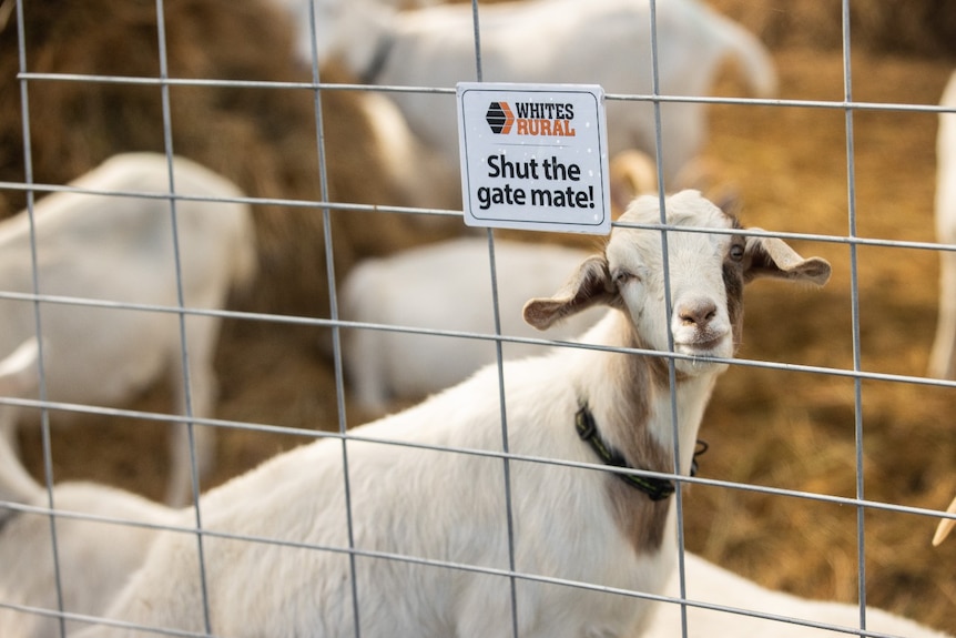 a goat behind a fence with a sign saying "shut the gate mate".