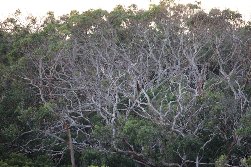 Dead gum trees after koalas have over-eaten in the area