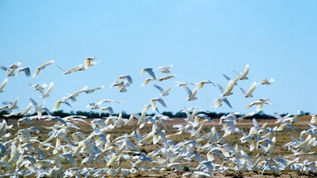 A flock of sulphur-crested cockatoos flies past.