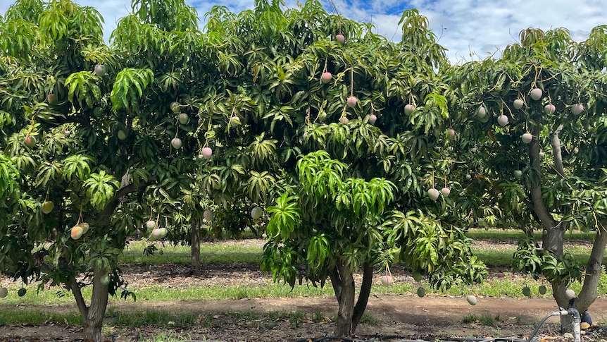 a wide shot of mango treees with mangoes visible on branches.
