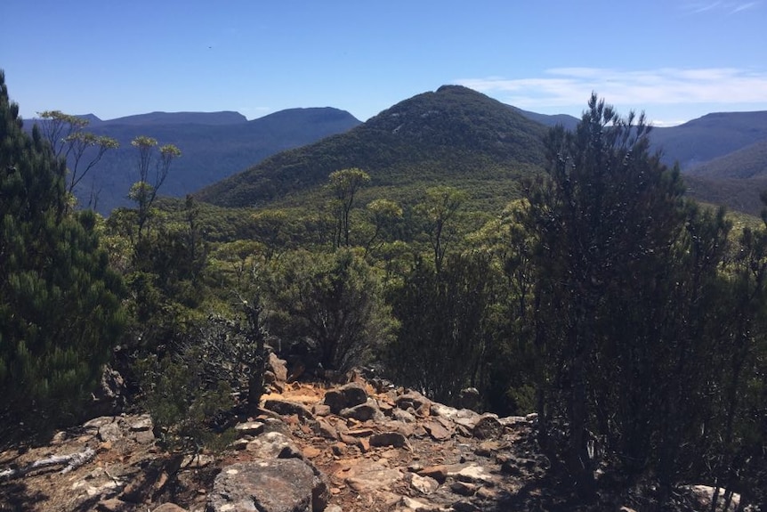 A forested mountain with blue sky behind it