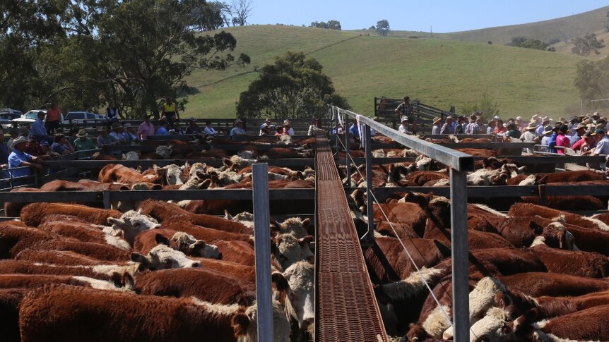 Hereford cattle in saleyards during auction.