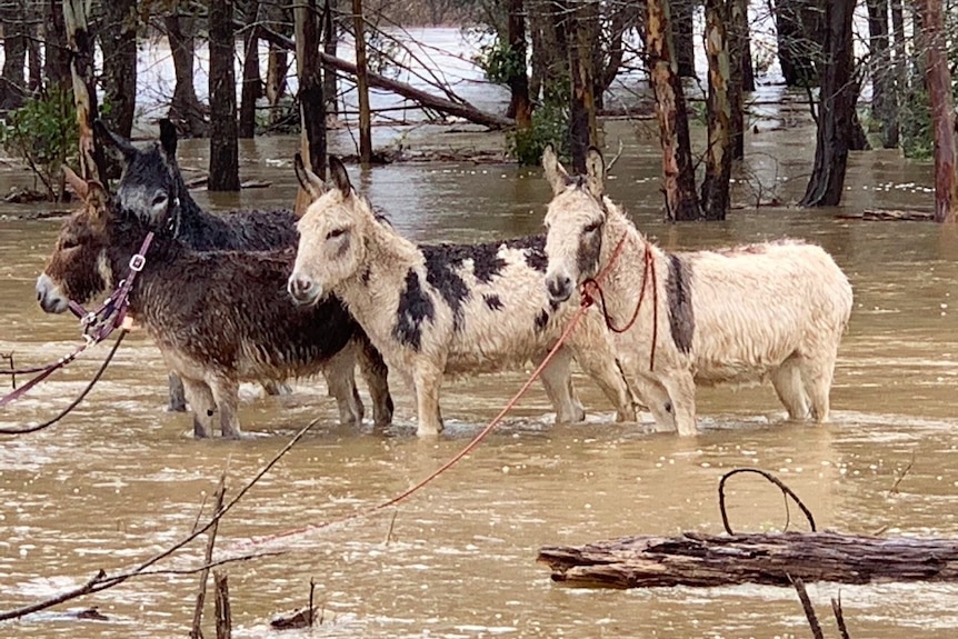 Four waterlogged donkeys standing in shallow water after being rescued from floods.