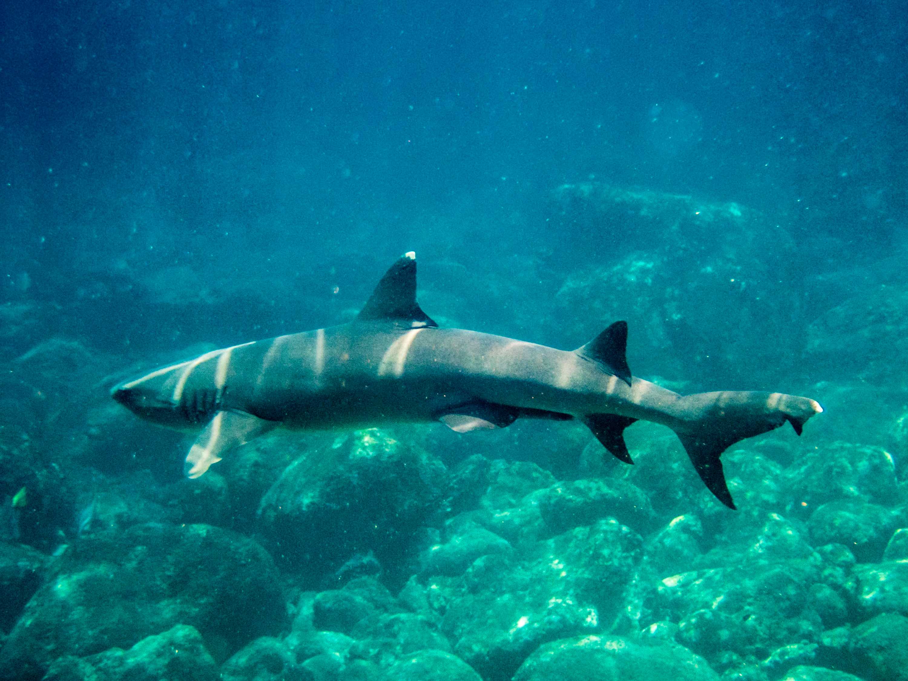 A white tip shark swims in the Galapagos archipelago, which is within Ecuadorian waters.