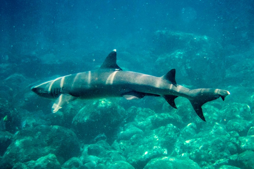 A white tip shark swims in the Galapagos archipelago, which is within Ecuadorian waters.