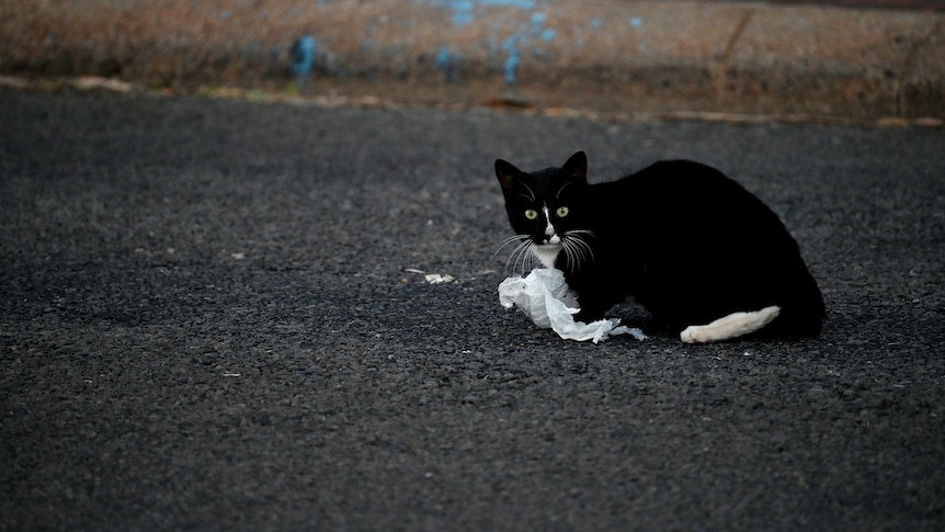 A black cat with white marking sits on a road with paper in its paws
