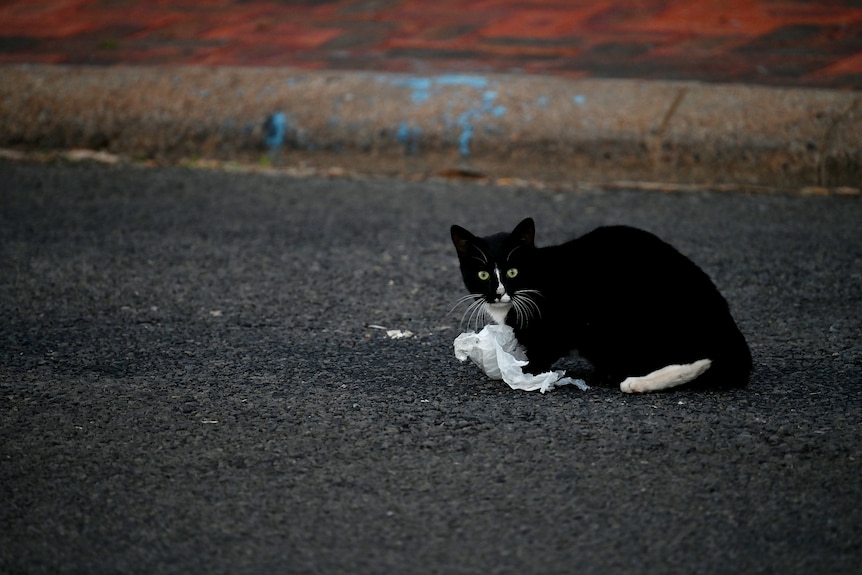 A black cat with white marking sits on a road with paper in its paws