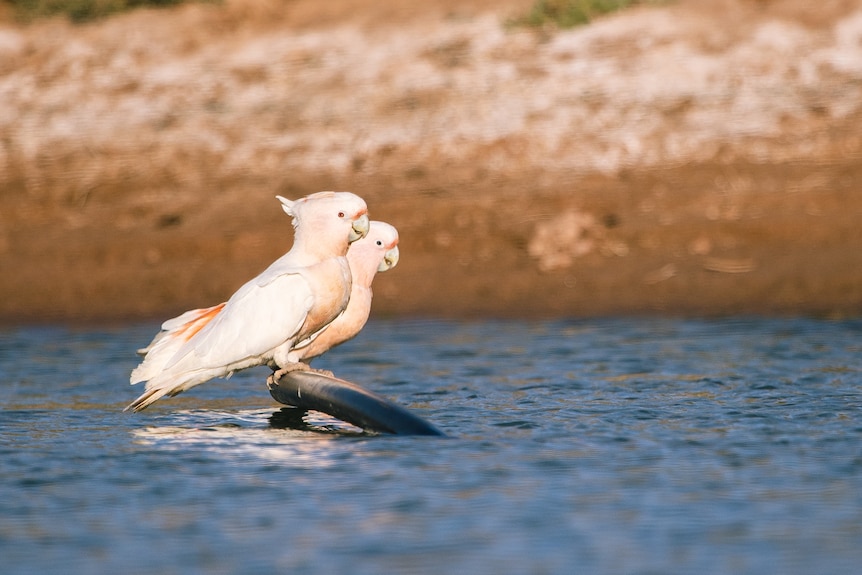 A pair of pink cockatoo, sitting on a stick in the middle of a dam. 