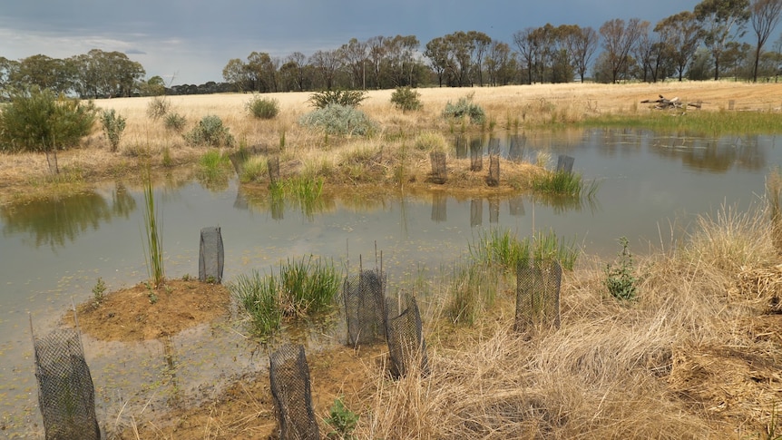 A small wetland beneath a dark sky.