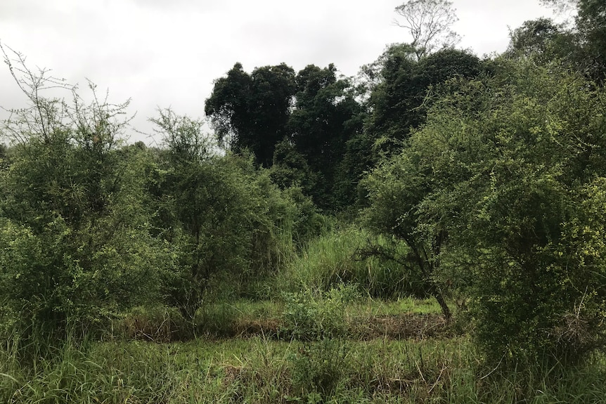 Finger lime trees surrounded by grass and weeds.