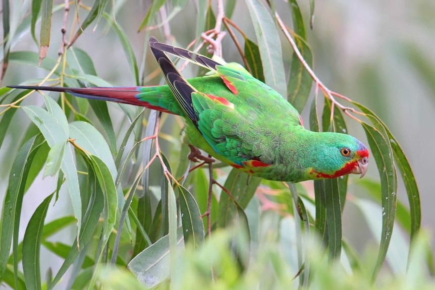 A green and red bird hangs on a branch of gum leaves.