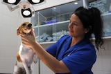 A vet inspects a tiny dog on an operating table.