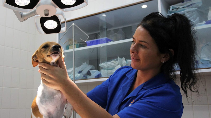 A vet inspects a tiny dog on an operating table.