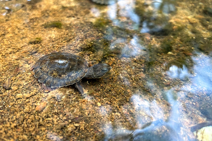 A baby Mary River turtle on the riverbank.