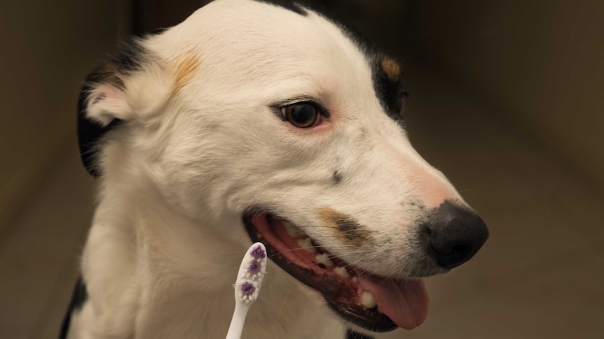 A dog looks at a human toothbrush.