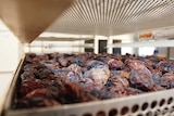 A close shot of brown dates on a 1m x 1m steel shelf