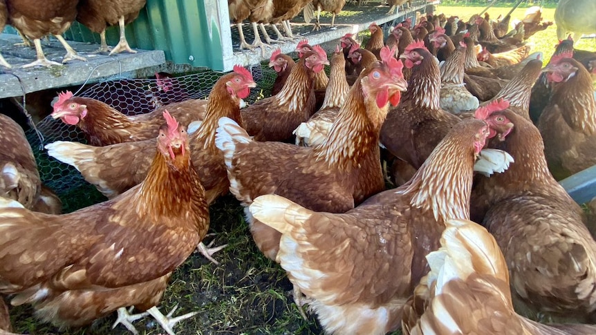 A flock of free range chickens.