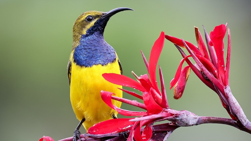 A colourful bird.