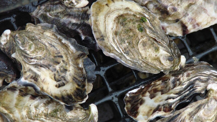 Oysters sit on a grate