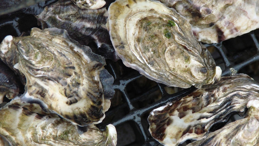 Oyster sits on grate