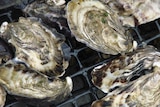 No specific cause for oyster deaths