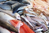 Fish fillets on display at market, generic image.