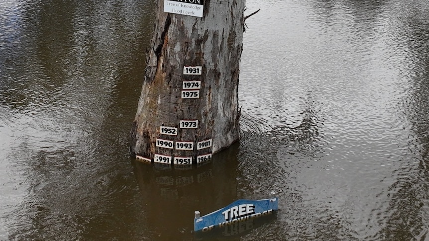 A photo of a tree covered in signs sitting in flood water. 