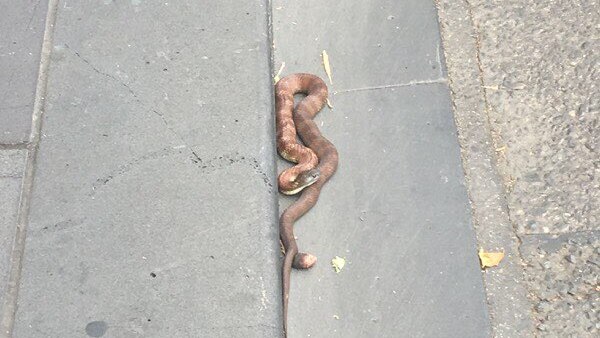 A tiger snake  in a central Melbourne gutter.
