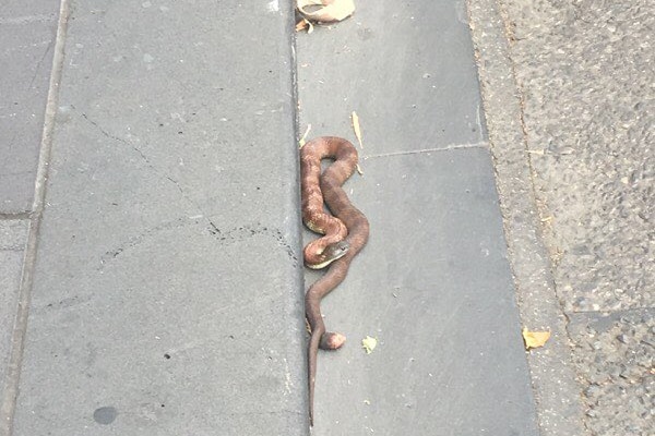 A tiger snake  in a central Melbourne gutter.