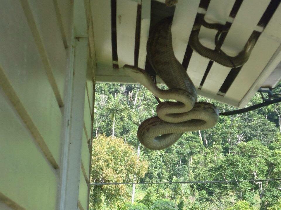 Quetzalcoatl-Nest Eco buildings, Green building architecture, Unusual buildings