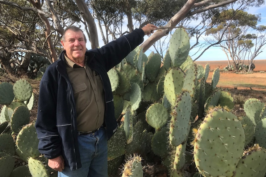 Farmer Barry Wenske shows off the height of cacti in one of his wheel cactus patches.