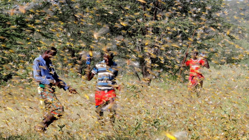 Three men can be seen behind a thick swarm of locusts.