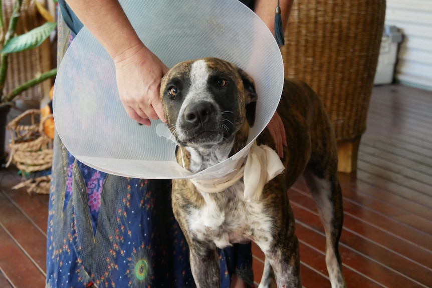 Dog standing up with protective cone on head
