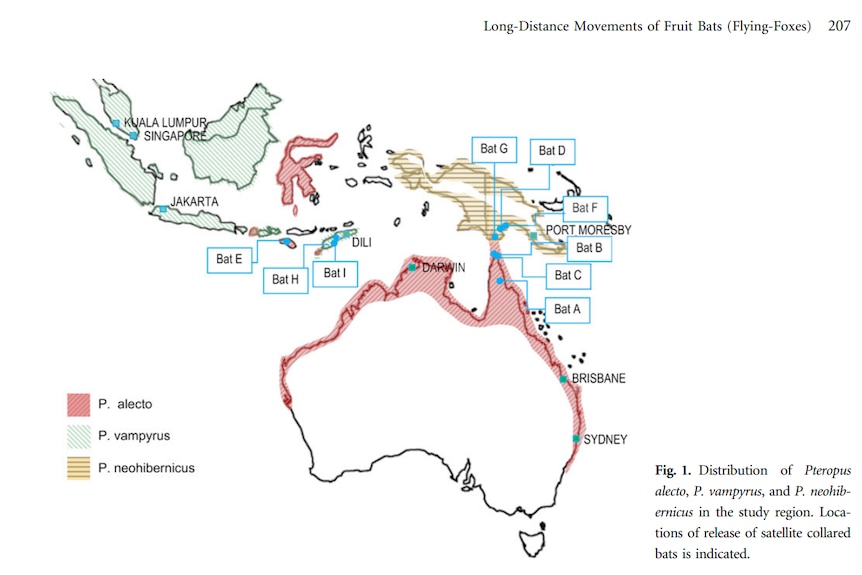 A map showing the distribution of fruit bats in Australia and South-East Asia.