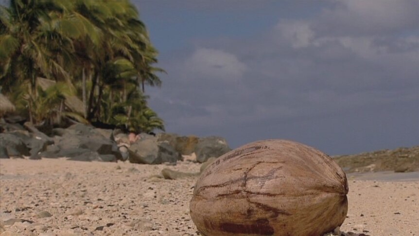 Coconut lies on a beach in Rarotonga, Cook Islands (good generic)