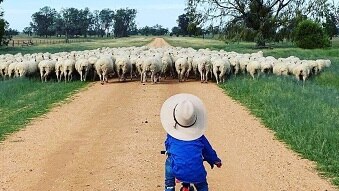 A little boy musters sheep on his tiny tricycle