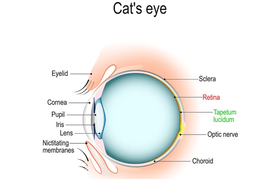 Scientific diagram of a cat's eye, showing the tapetum lucidum as a thin green line inside the back half of the circle.