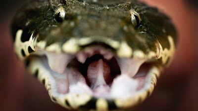 A Death Adder snake- close up head shot