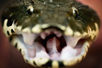A Death Adder snake- close up head shot