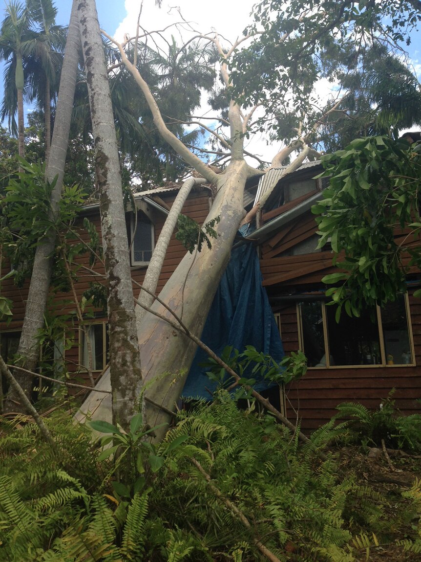 House at Byfield with tree on its roof after Cyclone Marcia