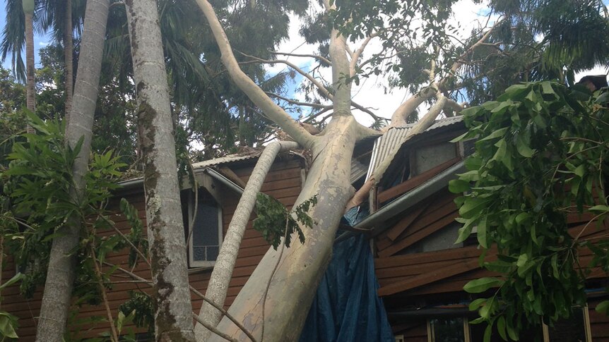House at Byfield with tree on its roof after Cyclone Marcia