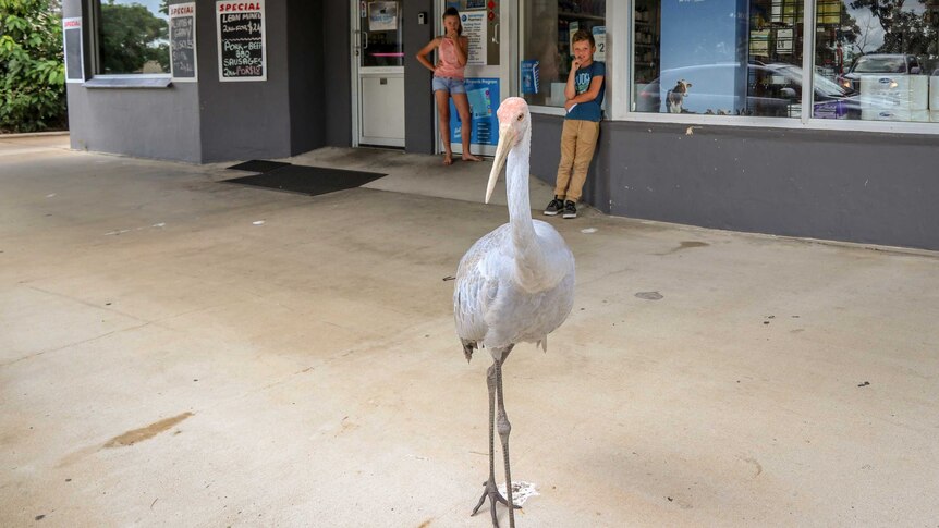 A brolga looking towards the camera, in front of young children at a chemist.