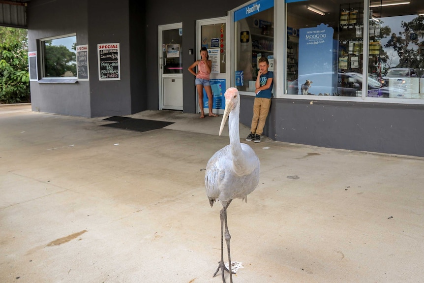 A brolga looking towards the camera, in front of young children at a chemist.